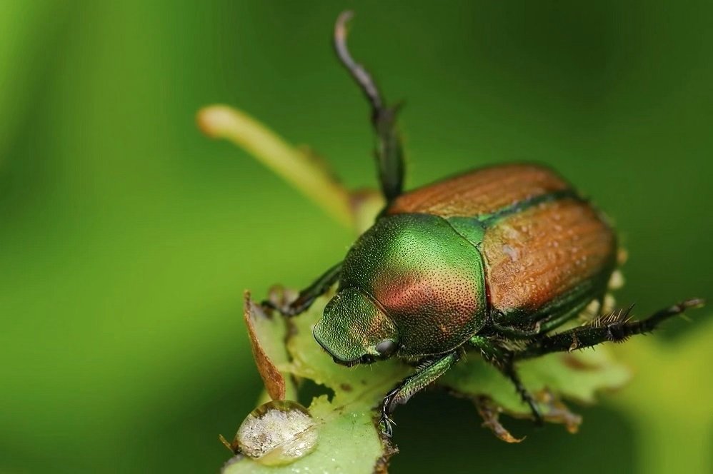 Japanese beetle on a leave