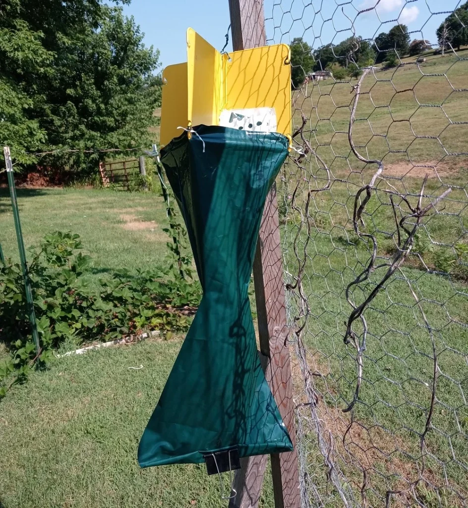 the best Japanese beetle trap