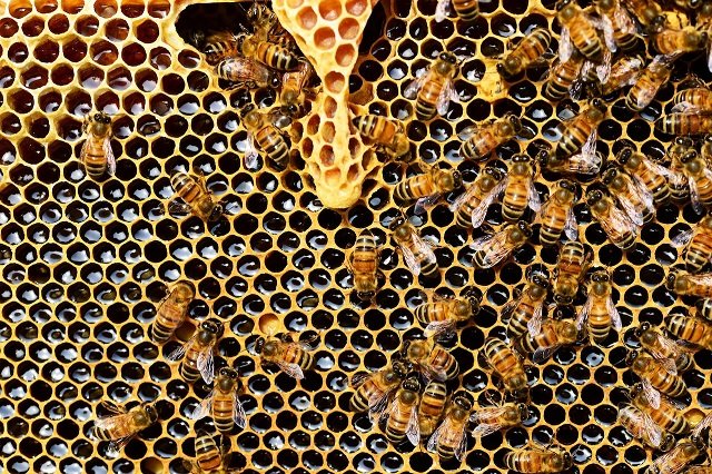 honey in a honey cone
