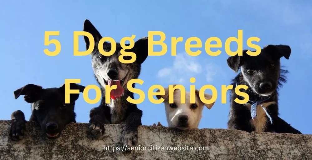 dog breeds for seniors