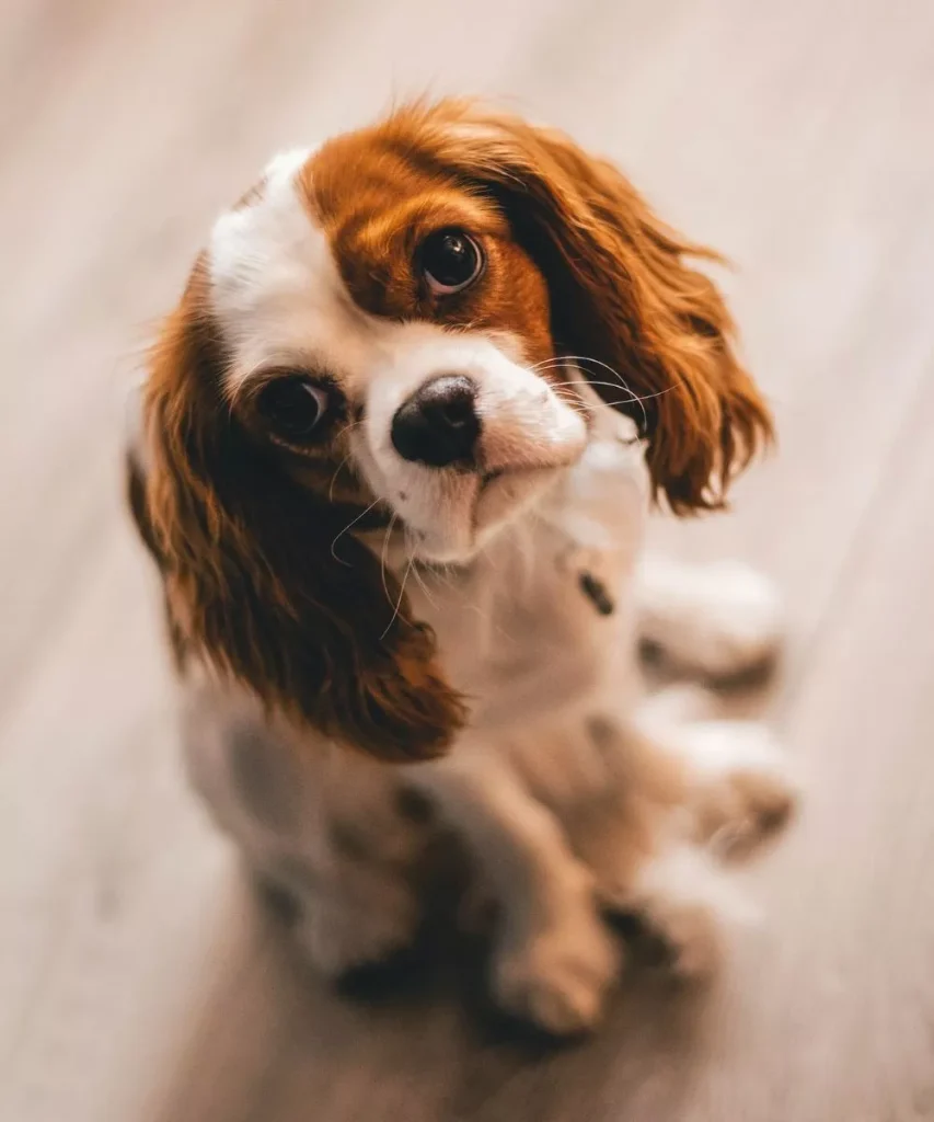 spaniel